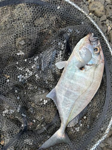 オキアジの釣果