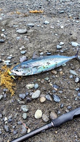 マルソウダの釣果