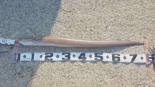 アナゴの釣果