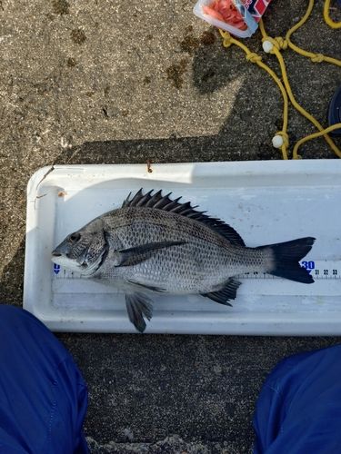 クロダイの釣果