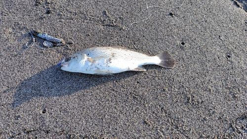 イシモチの釣果