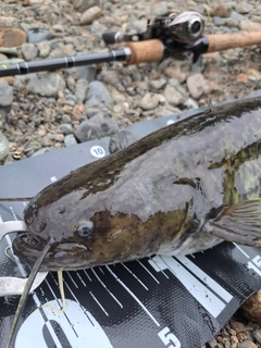 ナマズの釣果