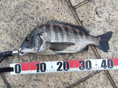 クロダイの釣果