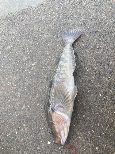 アイナメの釣果