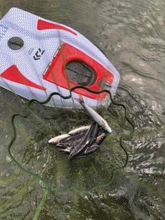 アユの釣果