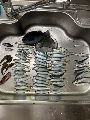 サバの釣果