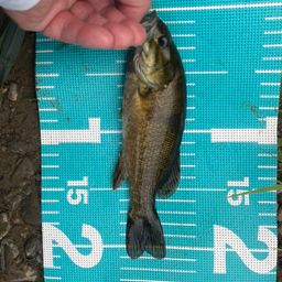 スモールマウスバス