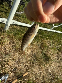 ヤマメの釣果