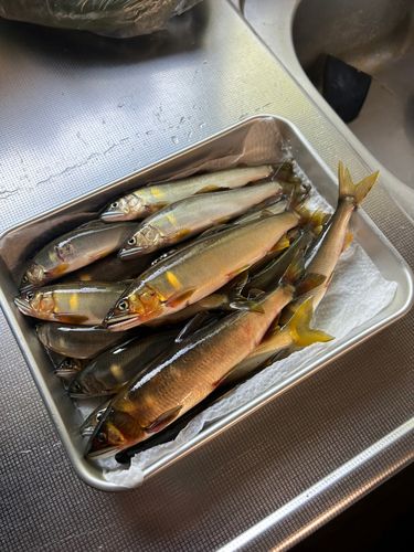 アユの釣果