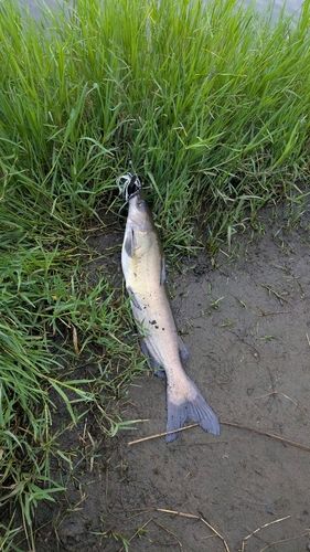 アメリカナマズの釣果