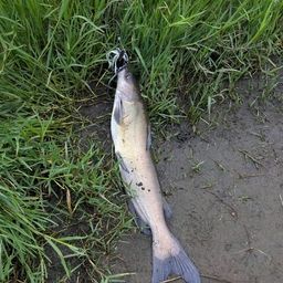 アメリカナマズ