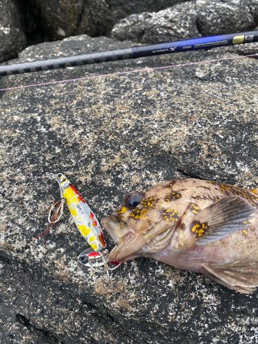 オウゴンムラソイの釣果