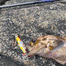 オウゴンムラソイ