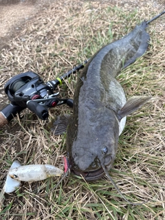ナマズの釣果