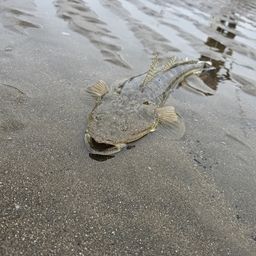 マゴチ