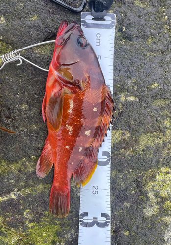 アカハタの釣果