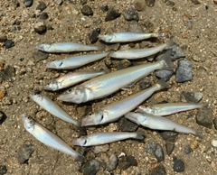 シロギスの釣果