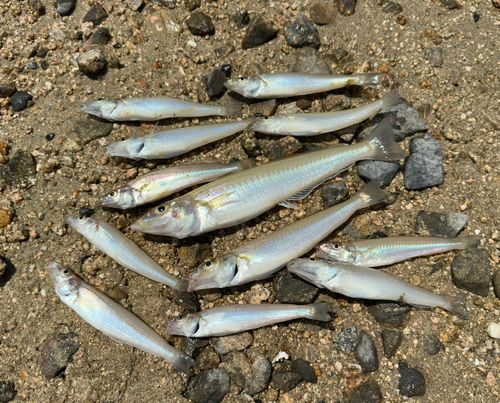 シロギスの釣果