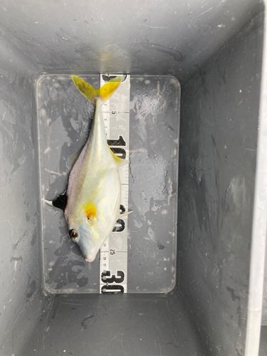 ギマの釣果