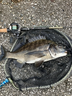 クロダイの釣果