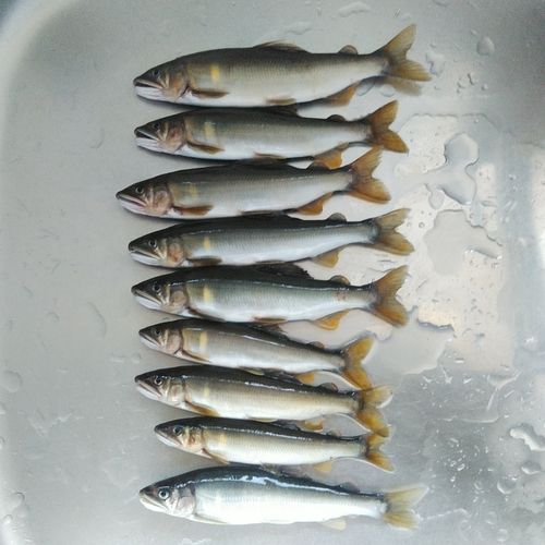 アユの釣果