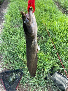 ナマズの釣果