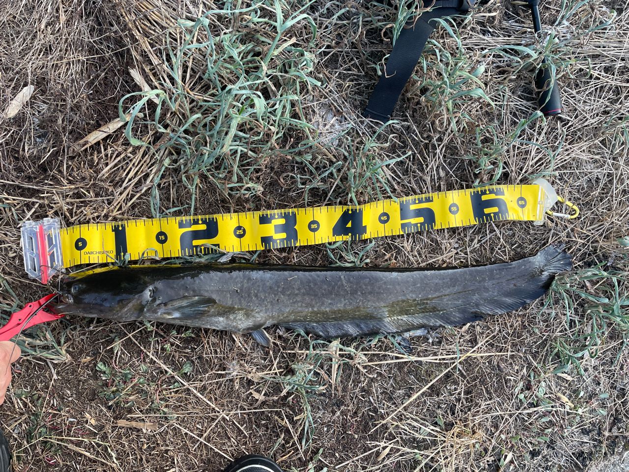 ナマズ