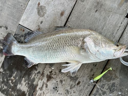 バラマンディの釣果