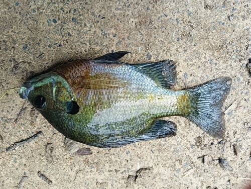 ブルーギルの釣果