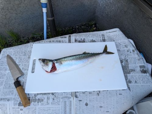 サバの釣果