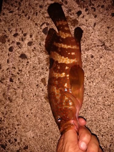 キジハタの釣果