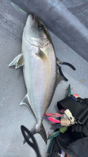 カンパチの釣果