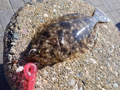 ヒラメの釣果