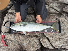 ブリの釣果