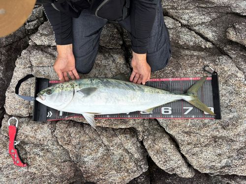 ブリの釣果
