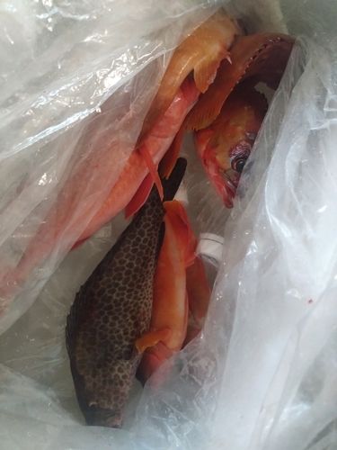 オオモンハタの釣果