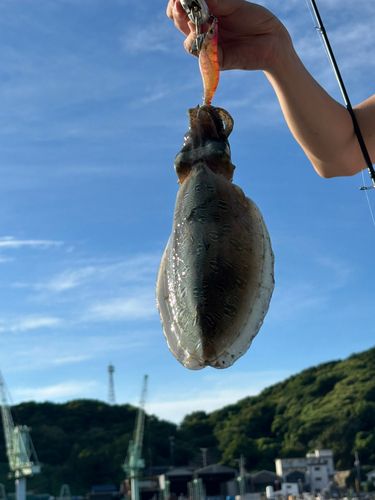 コウイカの釣果