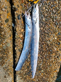 タチウオの釣果