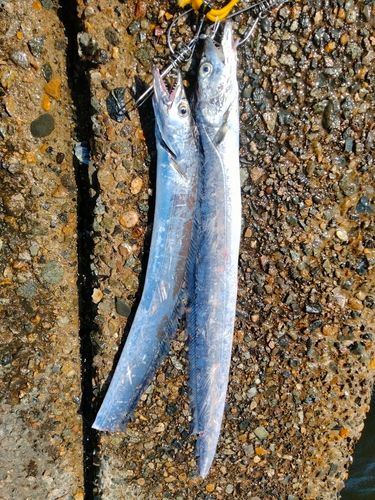 タチウオの釣果