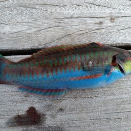 ニシキベラ