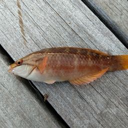 アカササノハベラ