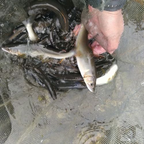 アユの釣果