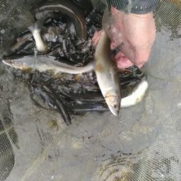 アユ