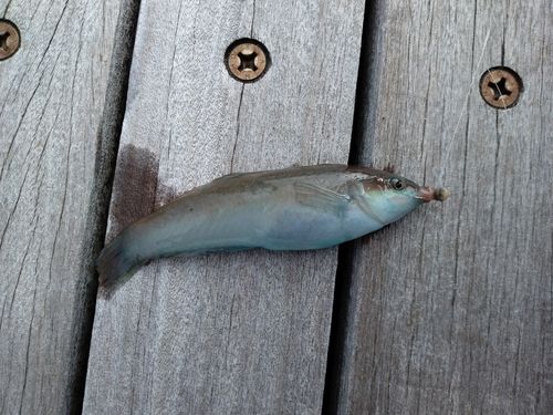 ホンベラの釣果