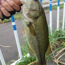 ブラックバス