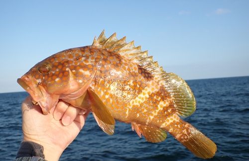 キジハタの釣果