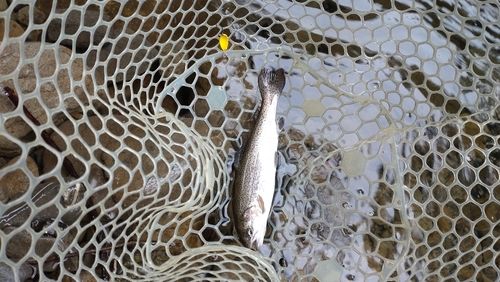 レインボートラウトの釣果