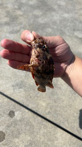 ヨロイメバルの釣果