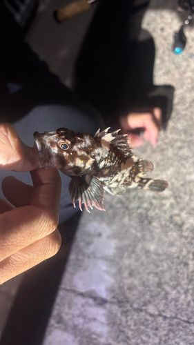 オウゴンムラソイの釣果