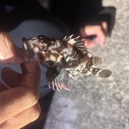 オウゴンムラソイ